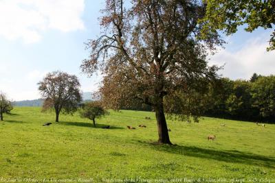 photographie “Le Jour ni l’Heure 1282 : La Vie comme à Rumilly — hauteurs de la Grange rouge, entre Rumilly et Celaz, dimanche 27 septembre 2015, 13:54:11” par Renaud Camus — www.renaud-camus.net — Rumilly, Albanais, En Albanais, La Grange rouge, cheminn de la Grange rouge, Celaz, âne, donkey, vaches, cows, Savoie, Haute-Savoie, ferme, farm, 27 septembre 2015